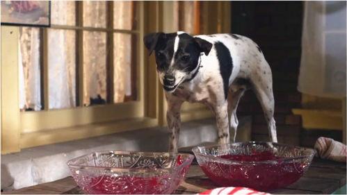 狗狗吸血鬼在线观看,神秘宠物奇遇记 第3张 狗狗吸血鬼在线观看,神秘宠物奇遇记 第3张